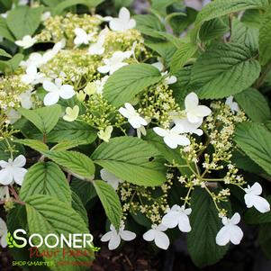 WABI-SABI® DOUBLEFILE VIBURNUM